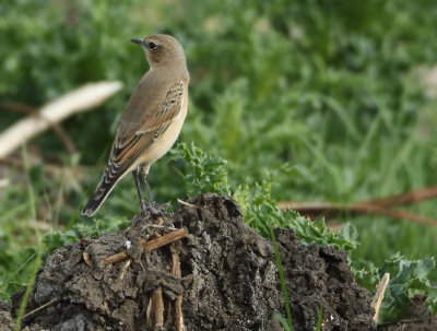 Northern Wheatear - Oenanthe oenanthe (Tapuit)