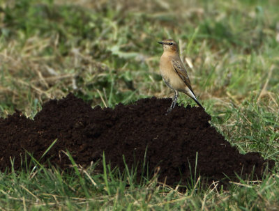 Northern Wheatear - Oenanthe oenanthe (Tapuit)