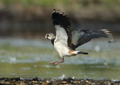 Northern Lapwing - Vanellus vanellus (Kievit)