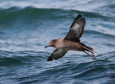 Sooty Shearwater - Ardenna grisea (Grauwe Pijlstormvogel)