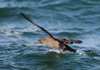 Sooty Shearwater - Ardenna grisea (Grauwe Pijlstormvogel)