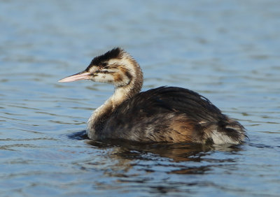 Great Crested Grebe - Podiceps cristatus (Fuut)