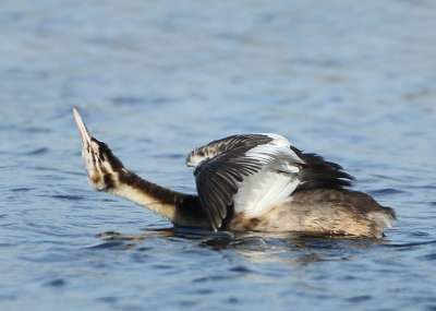 Great Crested Grebe - Podiceps cristatus (Fuut)