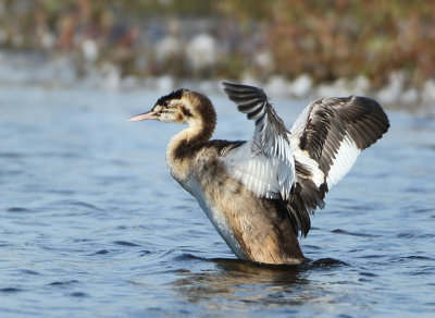 Great Crested Grebe - Podiceps cristatus (Fuut)