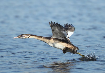 Great Crested Grebe - Podiceps cristatus (Fuut)