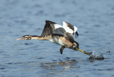 Great Crested Grebe - Podiceps cristatus (Fuut)