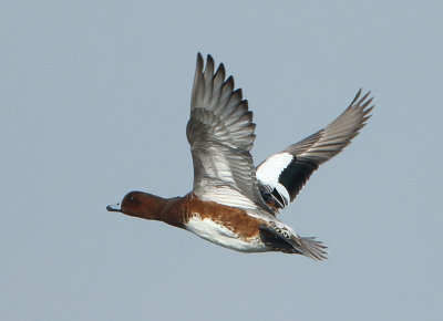 Eurasian Wigeon - Anas penelope (Smient)
