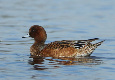 Eurasian Wigeon - Anas penelope (Smient)