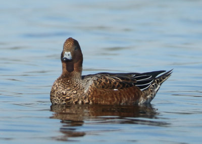 Eurasian Wigeon - Anas penelope (Smient)