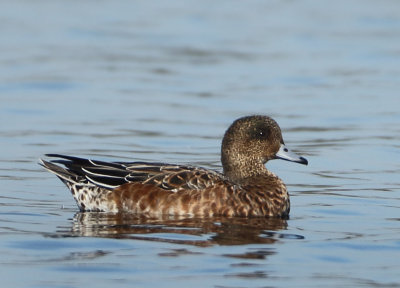 Eurasian Wigeon - Anas penelope (Smient)