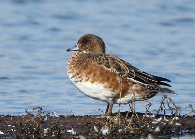 Eurasian Wigeon - Anas penelope (Smient)