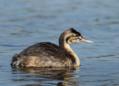 Great Crested Grebe - Podiceps cristatus (Fuut)