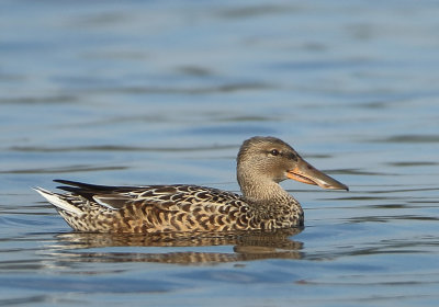 Northern Shoveler - Anas clypeata (Slobeend)