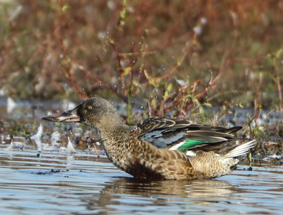 Northern Shoveler - Anas clypeata (Slobeend)
