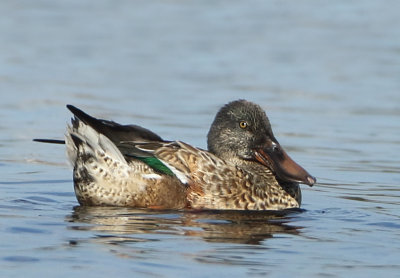 Northern Shoveler - Anas clypeata (Slobeend)
