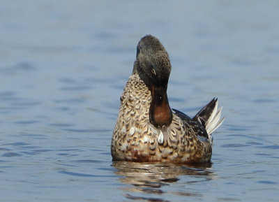 Northern Shoveler - Anas clypeata (Slobeend)