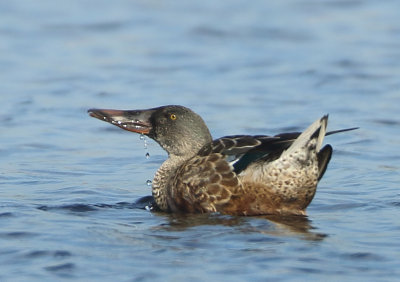 Northern Shoveler - Anas clypeata (Slobeend)