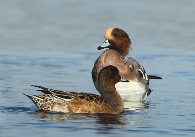 Eurasian Wigeon - Anas penelope (Smient)