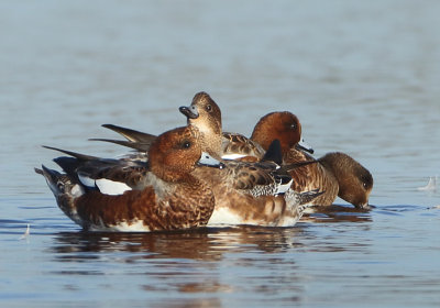 Eurasian Wigeon - Anas penelope (Smient)