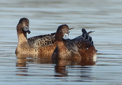 Eurasian Wigeon - Anas penelope (Smient)