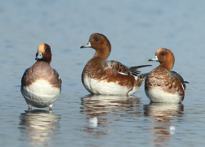 Eurasian Wigeon - Anas penelope (Smient)