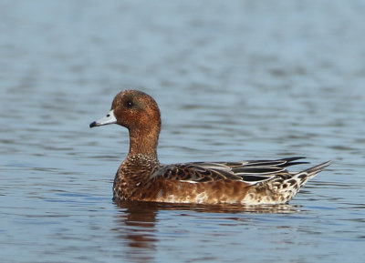 Eurasian Wigeon - Anas penelope (Smient)