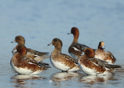 Eurasian Wigeon - Anas penelope (Smient)