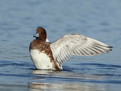 Eurasian Wigeon - Anas penelope (Smient)