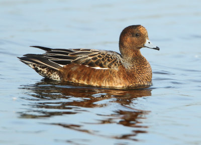 Eurasian Wigeon - Anas penelope (Smient)