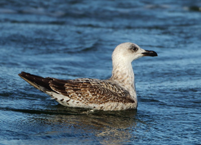 Yellow-legged Gull - Larus michahellis (Geelpootmeeuw)