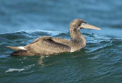 Northern Gannet - Morus bassanus (Jan van Gent)