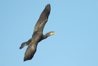 Great Cormorant - Phalacrocorax carbo (Aalscholver)