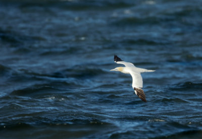 Northern Gannet - Morus bassanus (Jan van Gent)