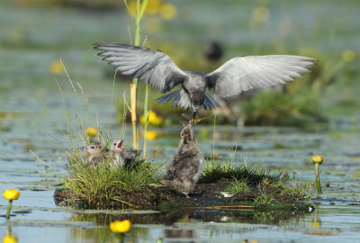 Black Tern - Chlidonias niger (Zwarte Stern)