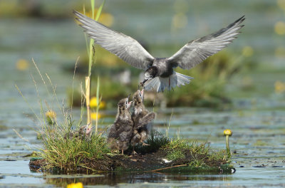 Black Tern - Chlidonias niger (Zwarte Stern)