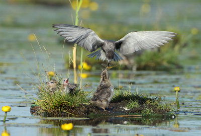 Black Tern - Chlidonias niger (Zwarte Stern)