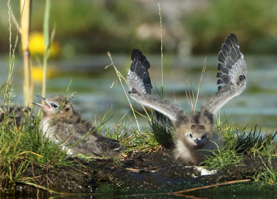 Black Tern - Chlidonias niger (Zwarte Stern)