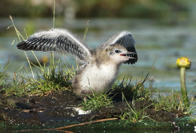 Black Tern - Chlidonias niger (Zwarte Stern)