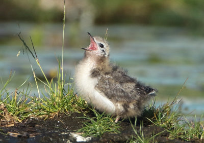 Black Tern - Chlidonias niger (Zwarte Stern)