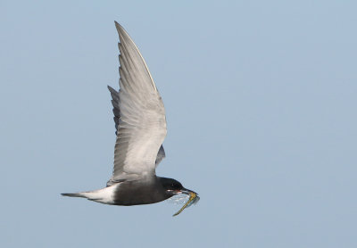 Black Tern - Chlidonias niger (Zwarte Stern)