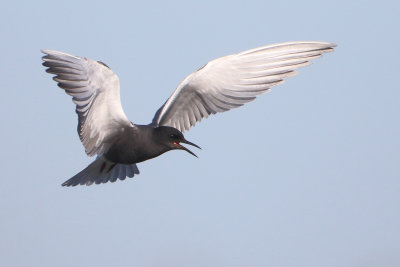 Black Tern - Chlidonias niger (Zwarte Stern)
