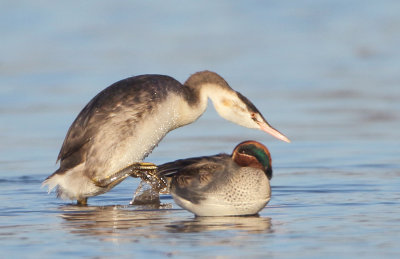 Great Crested Grebe - Podiceps cristatus (Fuut)