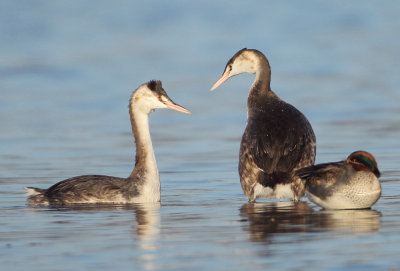 Great Crested Grebe - Podiceps cristatus (Fuut)