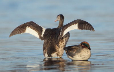 Great Crested Grebe - Podiceps cristatus (Fuut)