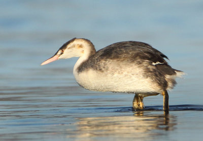 Great Crested Grebe - Podiceps cristatus (Fuut)