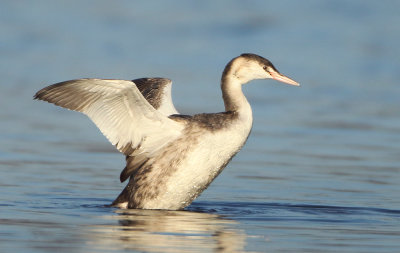 Great Crested Grebe - Podiceps cristatus (Fuut)