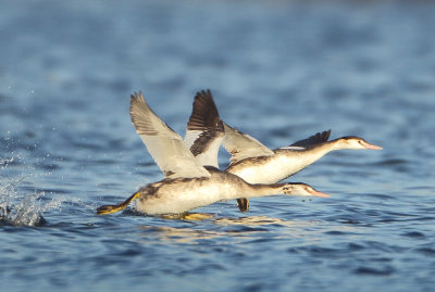 Great Crested Grebe - Podiceps cristatus (Fuut)