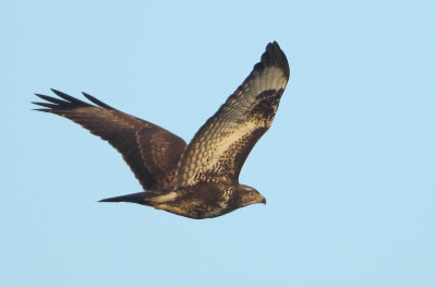 Common Buzzard - Buteo buteo (Buizerd)