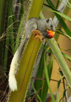 Variable Squirrel - Callosciurus finlaysonii