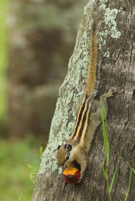 Cambodian Striped Squirrel - Tamiops rudolphii